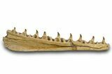 Mosasaur (Pluridens) Jaw with Nine Teeth - Morocco #334605-1